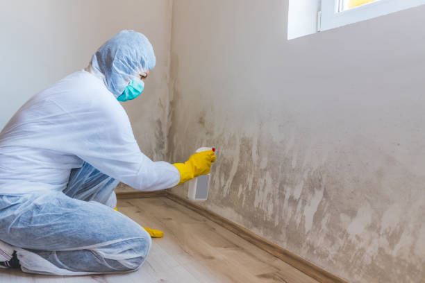 Mold Remediation specialist working in Glen Arbor